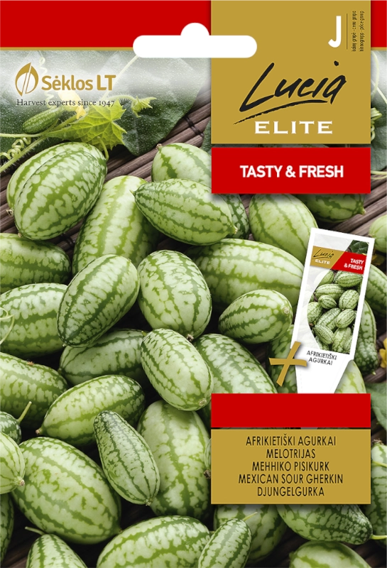 Ogórek meksykański Mexican Sour o licznych smacznych owocach nasiona 20szt. Lucia Elite skelp rajogrodnika